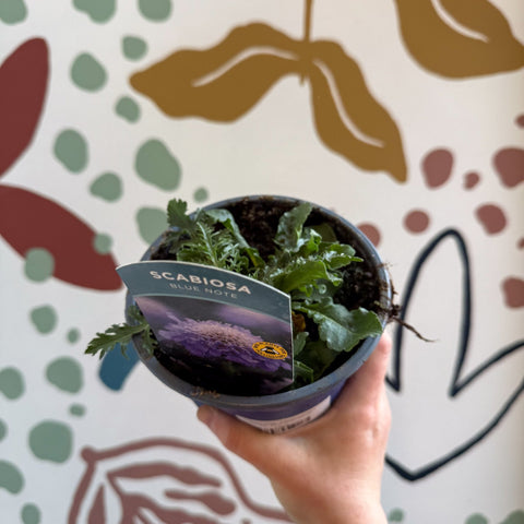 Pincushion Flower - Scabiosa columbaria 'Blue Note' - British Grown Perennial - Sprouts of Bristol