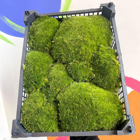 Pincushion Moss (Living) - Leucobryum glaucum - Terrarium Supplies - Sprouts of Bristol