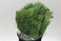 Pine / Pinus Branches - Christmas Craft Wreath Florist Festive Decoration - Fresh Foliage - Sprouts of Bristol