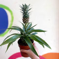 Pineapple Plant - Ananas 'Amigo' - Sprouts of Bristol