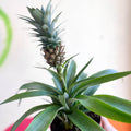 Pineapple Plant - Ananas 'Amigo' - Sprouts of Bristol