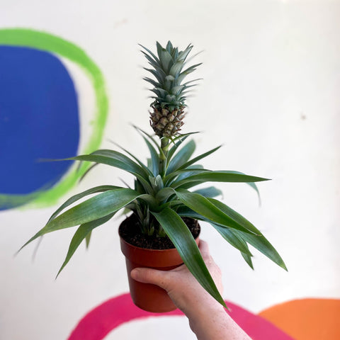 dwarf pineapple plant for sale uk Ananas comosus 'Amigo'
