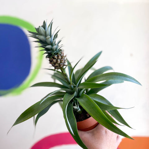 Pineapple Plant - Ananas 'Amigo' - Sprouts of Bristol