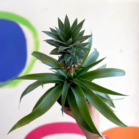 succulent that looks like pineapple top Ananas comosus 'Amigo'