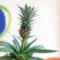 Pineapple Plant - Ananas 'Amigo' - Sprouts of Bristol