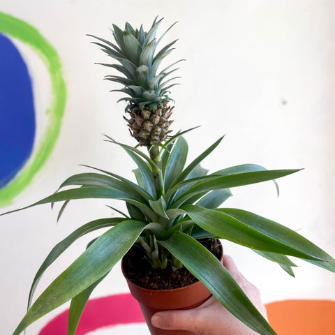 Pineapple Plant - Ananas 'Amigo' - Sprouts of Bristol