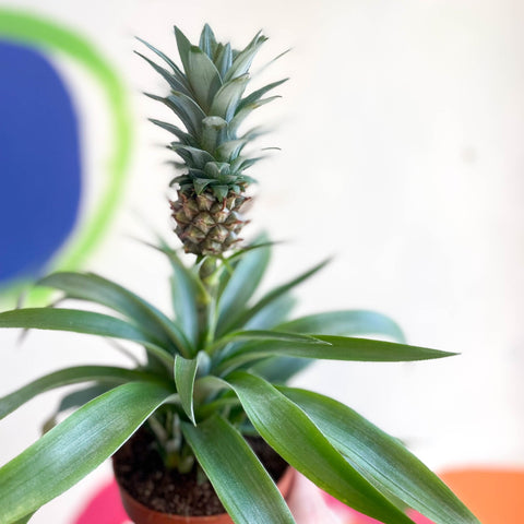 edible pineapple plant for sale uk Ananas comosus 'Amigo'