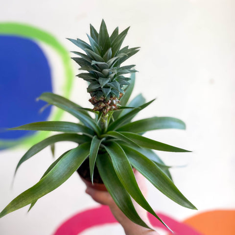 Pineapple Plant - Ananas 'Amigo' - Sprouts of Bristol