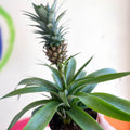 Pineapple Plant - Ananas 'Amigo' - Sprouts of Bristol