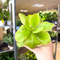 Pinguicula ‘Weser’ – Butterwort - Sprouts of Bristol