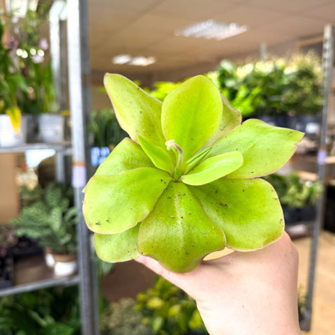 Pinguicula ‘Weser’ – Butterwort - Sprouts of Bristol