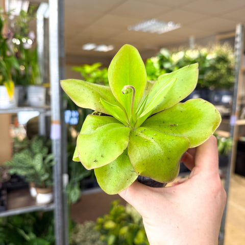 Pinguicula ‘Weser’ – Butterwort - Sprouts of Bristol