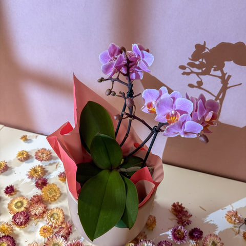 Pink 'Romantico' Orchid + Cairo Pot – Valentine’s Bundle - Sprouts of Bristol