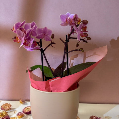 Pink 'Romantico' Orchid + Cairo Pot – Valentine’s Bundle - Sprouts of Bristol