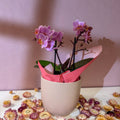 Pink 'Romantico' Orchid + Cairo Pot – Valentine’s Bundle - Sprouts of Bristol