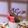 Pink 'Romantico' Orchid + Cairo Pot – Valentine’s Bundle - Sprouts of Bristol