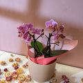 Pink 'Romantico' Orchid + Cairo Pot – Valentine’s Bundle - Sprouts of Bristol