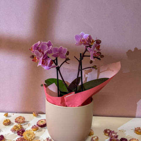 Pink 'Romantico' Orchid + Cairo Pot – Valentine’s Bundle - Sprouts of Bristol