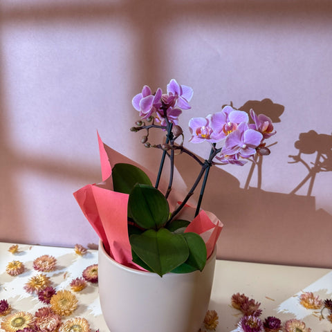 Pink 'Romantico' Orchid + Cairo Pot – Valentine’s Bundle - Sprouts of Bristol