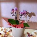 Pink 'Romantico' Orchid + Cairo Pot – Valentine’s Bundle - Sprouts of Bristol