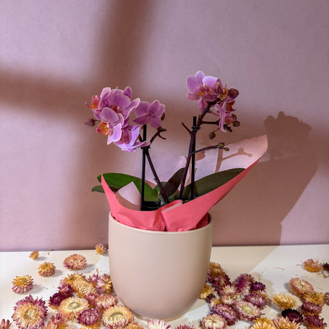 Pink 'Romantico' Orchid + Cairo Pot – Valentine’s Bundle - Sprouts of Bristol
