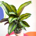 Pinstripe Plant - Calathea ornata 'Beauty Star' - Sprouts of Bristol