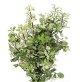 Pittosporum Navato Bunch - Christmas Craft Wreath Florist Festive Decoration - Fresh Foliage - Sprouts of Bristol