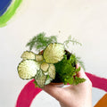 Plant Terrarium Bundle - Sprouts of Bristol