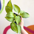 Plantain Lily - Hosta 'June' - Cotswold Grown Perennial - Sprouts of Bristol