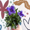 Platycodon grandiflorus 'Astra Blue' - Balloon Flower - Sprouts of Bristol