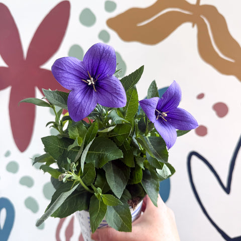 Platycodon grandiflorus 'Astra Blue' - Balloon Flower - Sprouts of Bristol