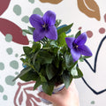 Platycodon grandiflorus 'Astra Blue' - Balloon Flower - Sprouts of Bristol
