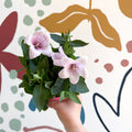Platycodon grandiflorus 'Astra Pink' - Balloon Flower - Sprouts of Bristol
