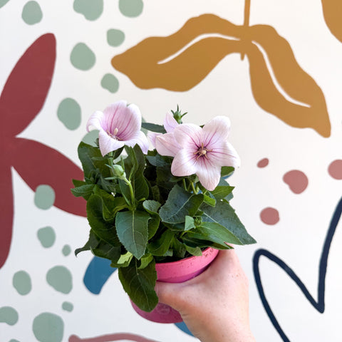 Platycodon grandiflorus 'Astra Pink' - Balloon Flower - Sprouts of Bristol