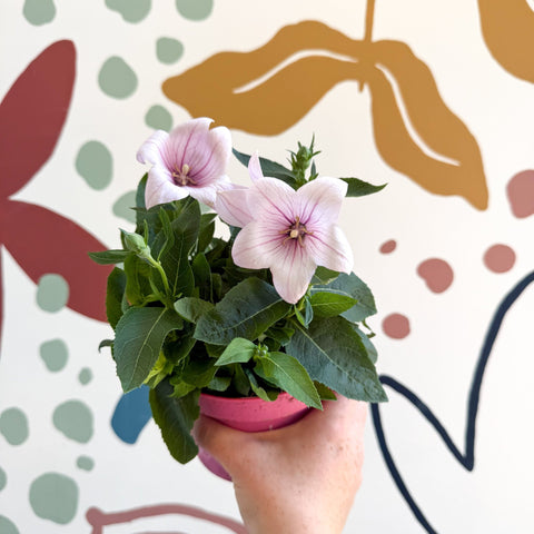 Platycodon grandiflorus 'Astra Pink' - Balloon Flower - Sprouts of Bristol