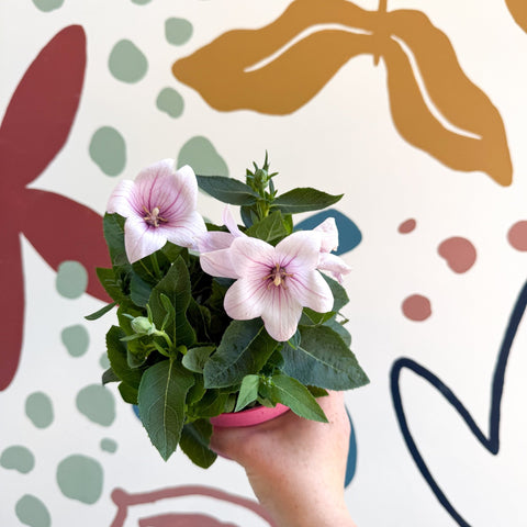Platycodon grandiflorus 'Astra Pink' - Balloon Flower - Sprouts of Bristol