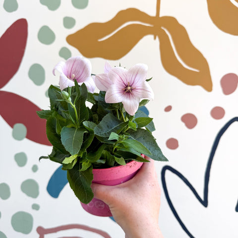 Platycodon grandiflorus 'Astra Pink' - Balloon Flower - Sprouts of Bristol