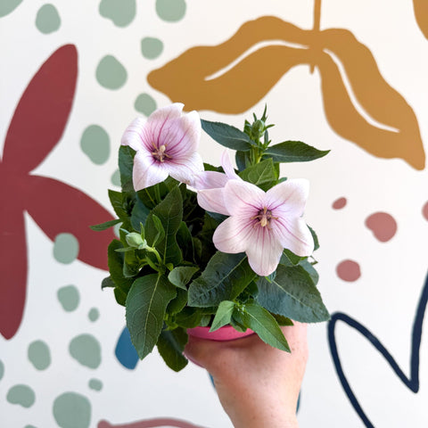 Platycodon grandiflorus 'Astra Pink' - Balloon Flower - Sprouts of Bristol