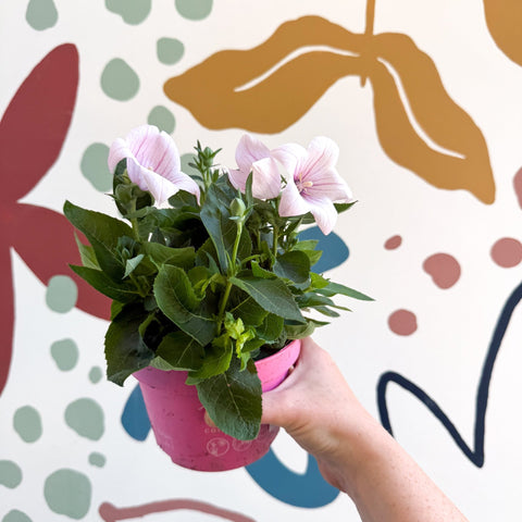 Platycodon grandiflorus 'Astra Pink' - Balloon Flower - Sprouts of Bristol