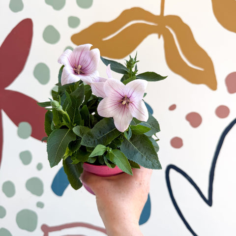 Platycodon grandiflorus 'Astra Pink' - Balloon Flower - Sprouts of Bristol
