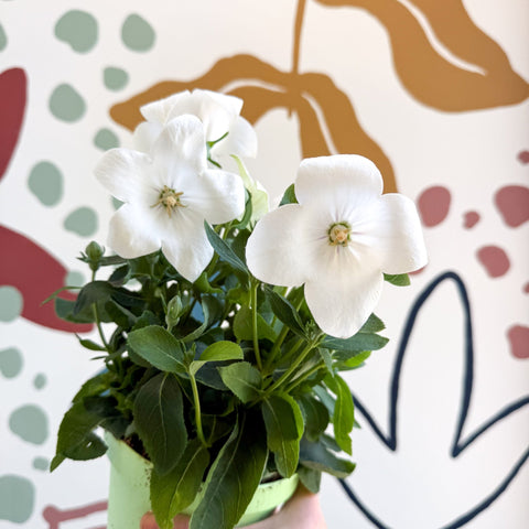 Platycodon grandiflorus 'Astra White' - Balloon Flower - Sprouts of Bristol