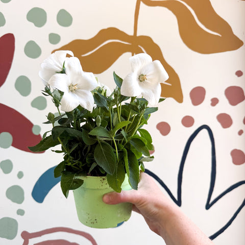 Platycodon grandiflorus 'Astra White' - Balloon Flower - Sprouts of Bristol
