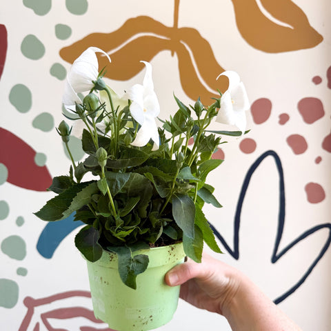 Platycodon grandiflorus 'Astra White' - Balloon Flower - Sprouts of Bristol