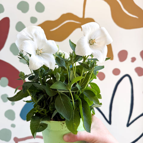 Platycodon grandiflorus 'Astra White' - Balloon Flower - Sprouts of Bristol