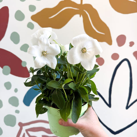 Platycodon grandiflorus 'Astra White' - Balloon Flower - Sprouts of Bristol