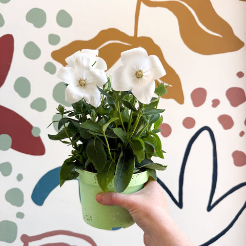 Platycodon grandiflorus 'Astra White' - Balloon Flower - Sprouts of Bristol
