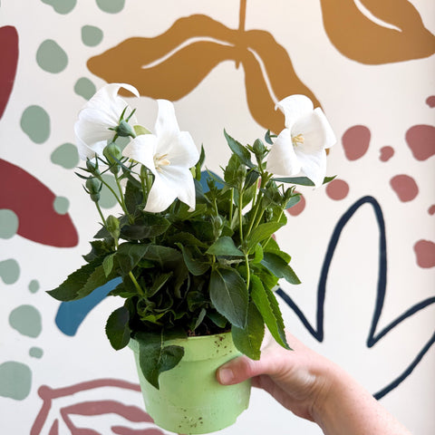 Platycodon grandiflorus 'Astra White' - Balloon Flower - Sprouts of Bristol