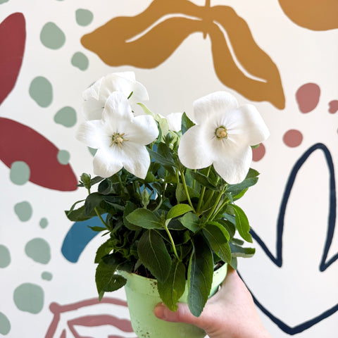 Platycodon grandiflorus 'Astra White' - Balloon Flower - Sprouts of Bristol