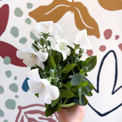 Platycodon grandiflorus 'Astra White' - Balloon Flower - Sprouts of Bristol