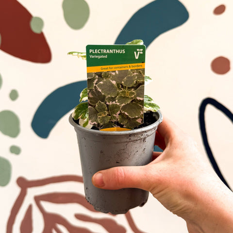 Plectranthus 'Variegated' - British Grown - Sprouts of Bristol